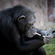 Image for article titled North Korea's Zoo Chimp Smokes a Pack a Day Because Life Is Cruel and People Are Terrible